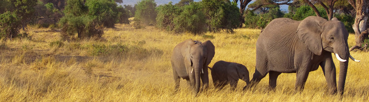 Olifantenfamilie in de savanne tijdens een rondreis door Zuid-Afrika.