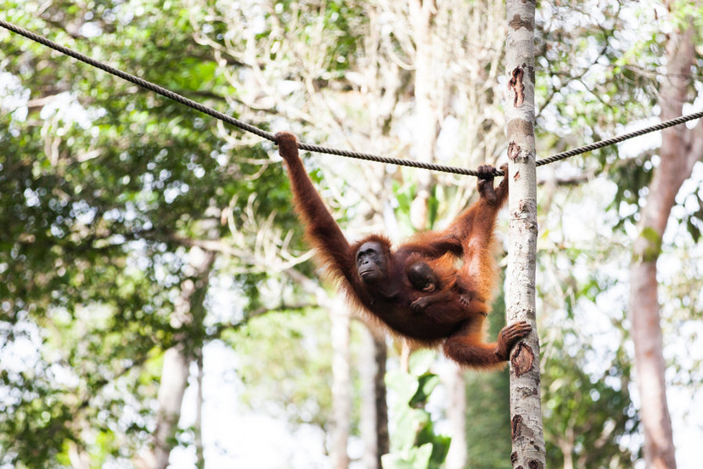 Orang-oetan met jong slingert aan een touw tussen de bomen in Kalimantan, Indonesië.