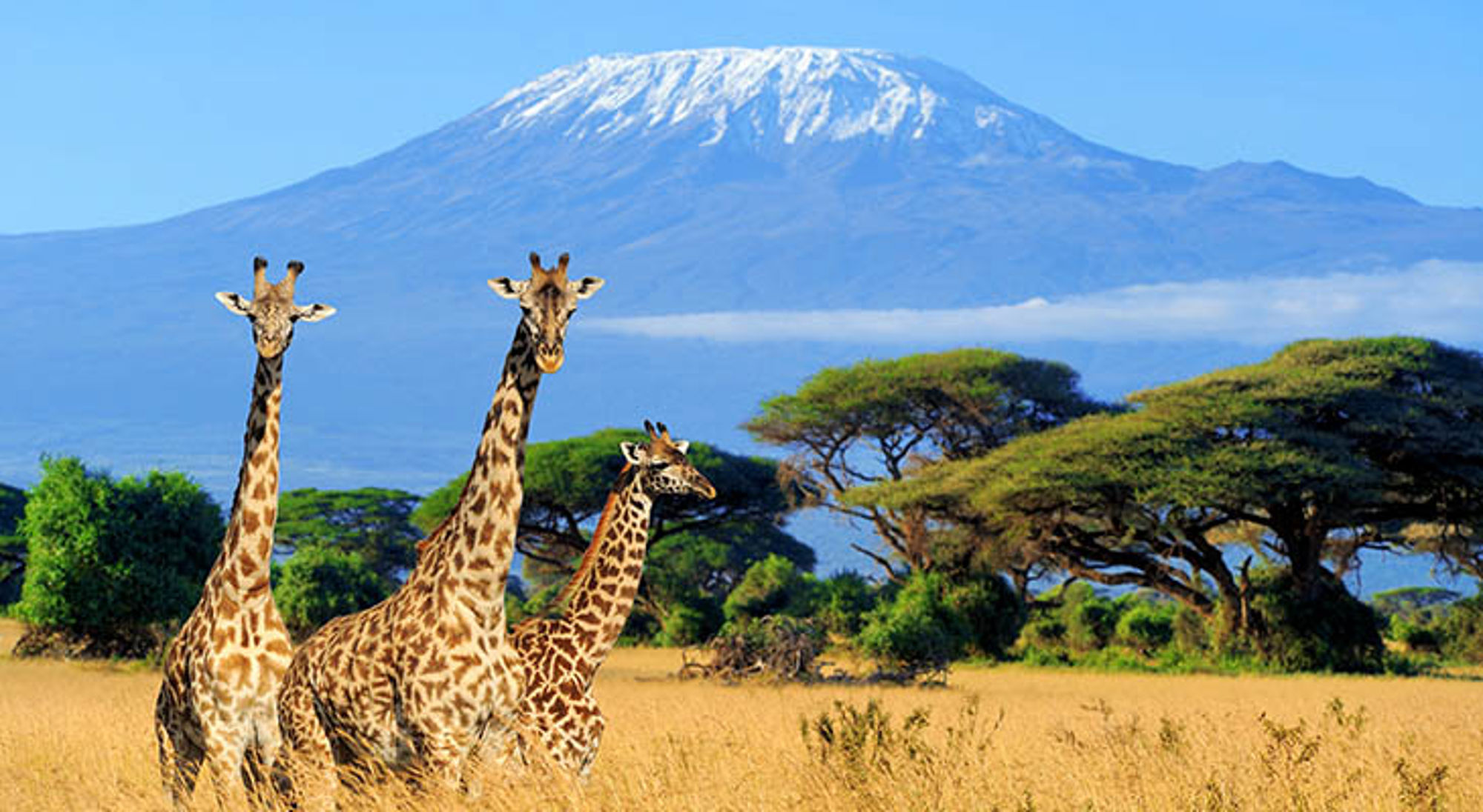 Giraffen bij Kilimanjaro Drie giraffen op de savanne met de besneeuwde Kilimanjaro op de achtergrond in Tanzania.