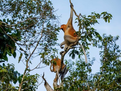 Neusaap (proboscis monkey) in een boom in Maleisisch Borneo.