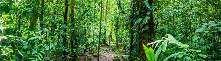 Wandelpad door het regenwoud in Braulio Carrillo National Park, Costa Rica.