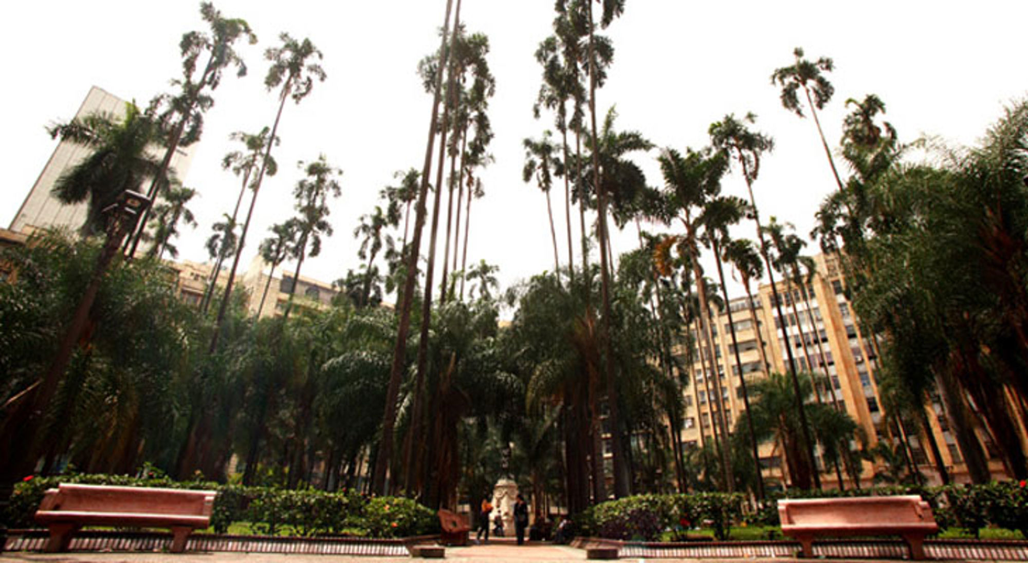 Hoge palmbomen in Parque de Bolívar, Medellín, met bankjes en gebouwen op de achtergrond.