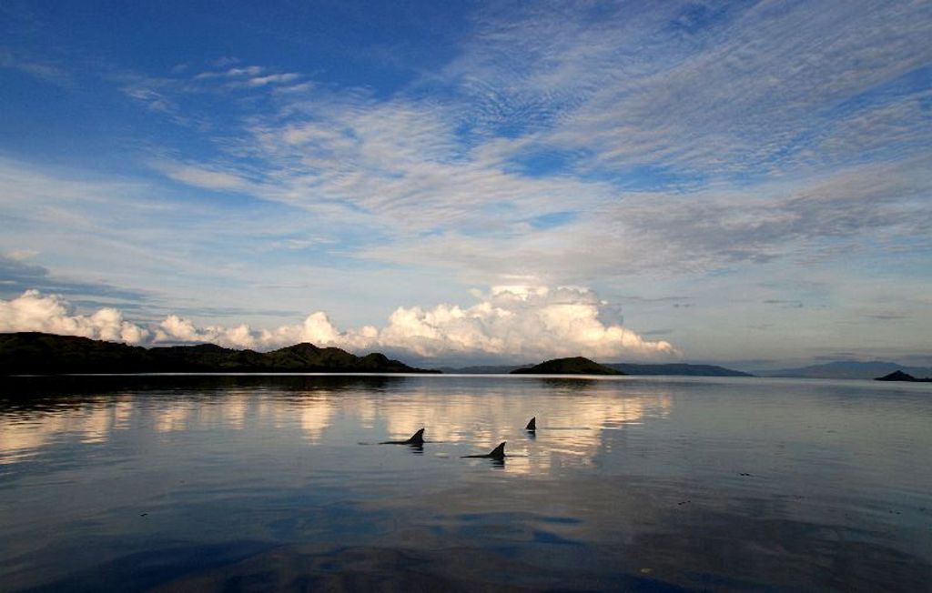 Dolfijnen zwemmen in een rustige baai bij de Kleine Sunda eilanden in Indonesië.