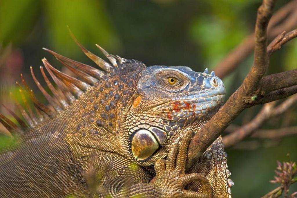 Groene boomkikker in het regenwoud tijdens een 22-35ers reis Costa Rica.