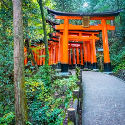 Rode torii-poorten langs een bospad bij een Japanse tempel, familiereis Japan.