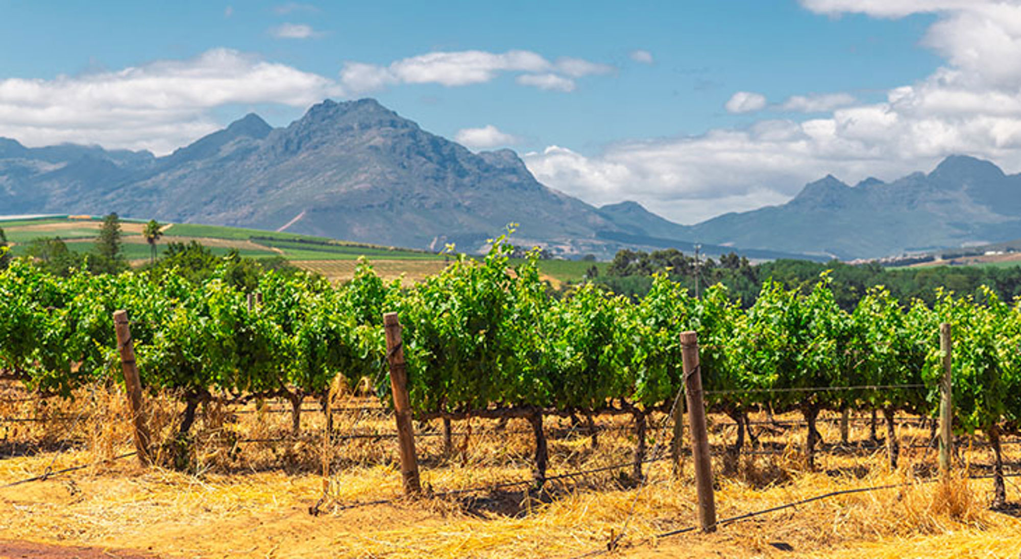 Wijngaarden van Franschhoek Wijngaard met druivenranken en berglandschap in de Kaapse Wijnlanden, Zuid-Afrika.