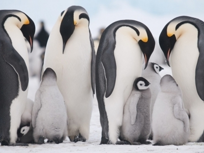 Keizerspinguïns met kuikens op het ijs tijdens een rondreis door Antarctica.