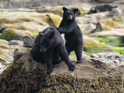 Twee zwarte beren op rotsen aan de kust tijdens de Route Canada.