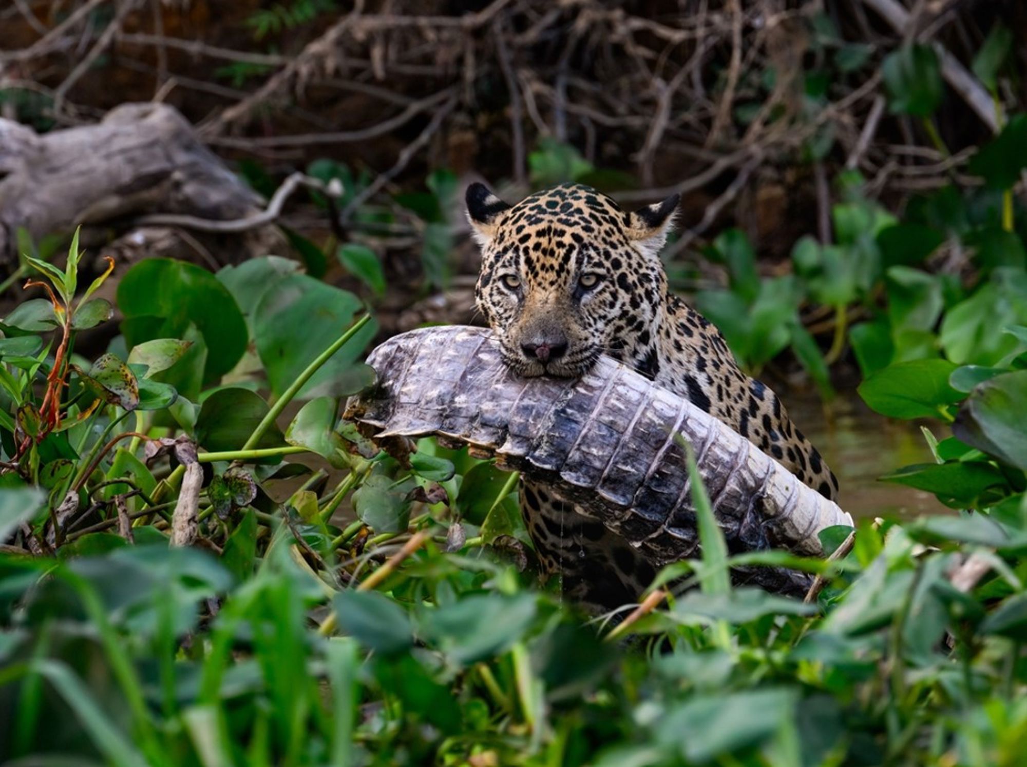 Jaguar in de Braziliaanse Pantanal met een kaaiman in zijn bek, tussen waterplanten.