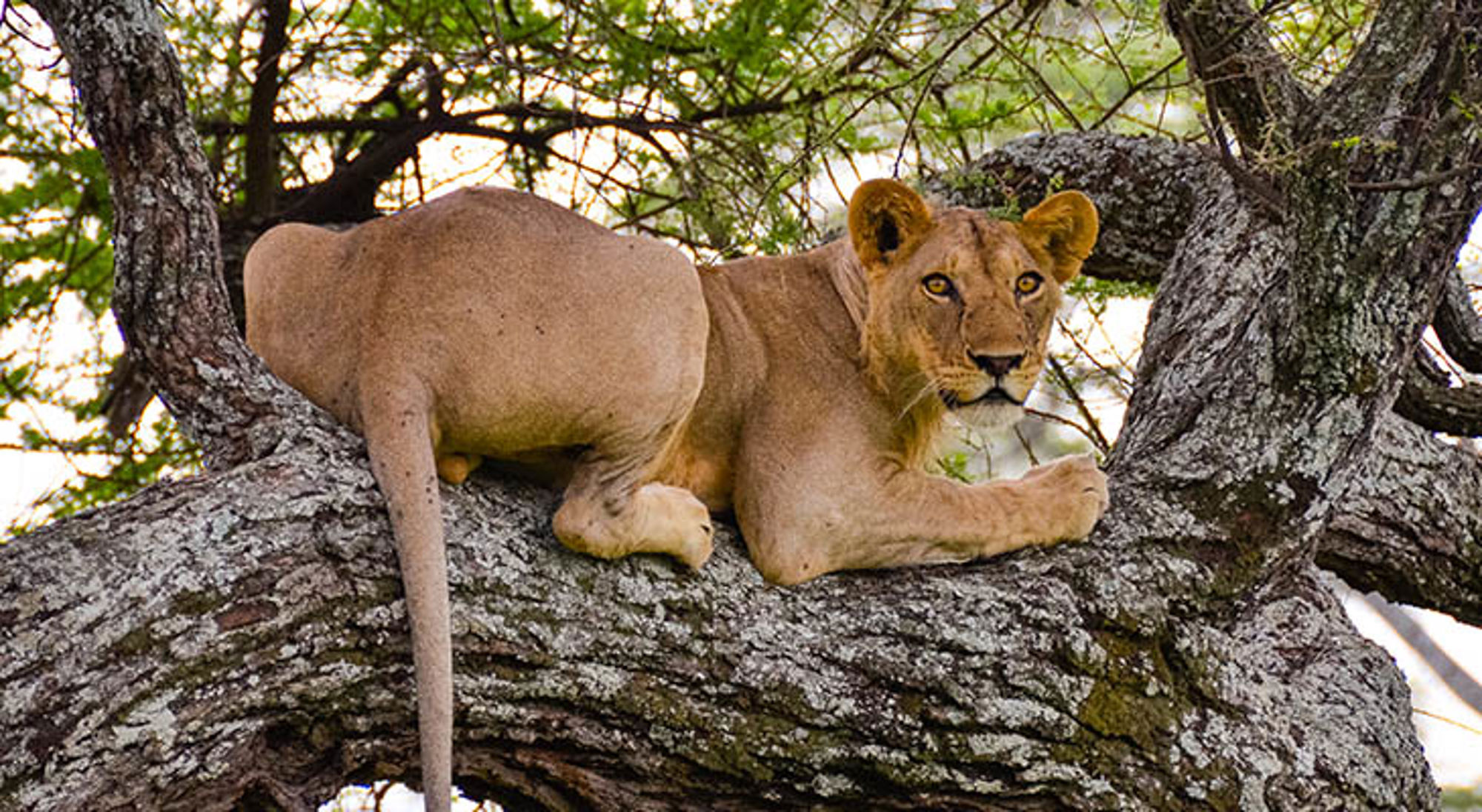Leeuwin rustend op een boomtak tijdens safari in Tanzania.