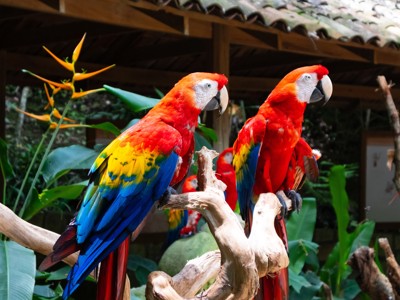 Rode ara’s in tropische tuin bij Route Guatemala en Copán.