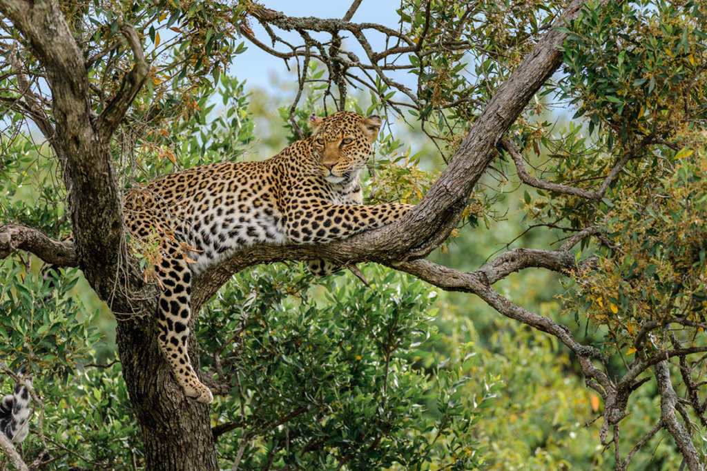 Luipaard rustend in een boom tijdens groepsrondreis Kenia en Tanzania.