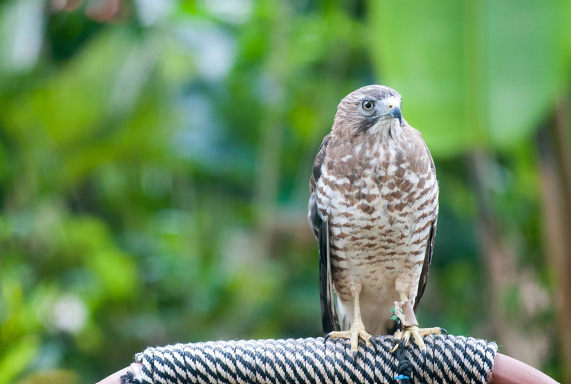 Roofvogel op een touw, gefotografeerd in Costa Rica.