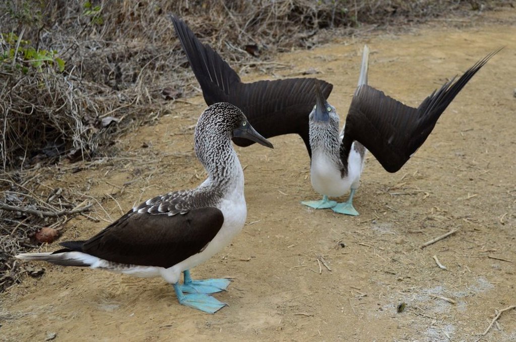 Wandelaar bij een grote waterval in Ecuador tijdens een groepsrondreis, met optioneel Galapagos.