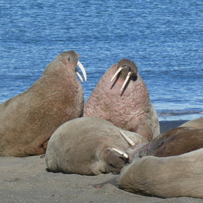Walrussen rusten op het strand aan zee op Spitsbergen, met opvallende slagtanden.