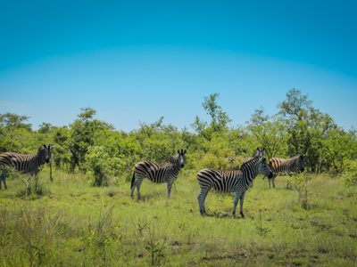 Zebra’s in de savanne tijdens de Route Zuid Afrika.