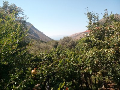 Uitzicht vanaf wandelroute in Albanië met fruitbomen, groene heuvels en de zee op de achtergrond.