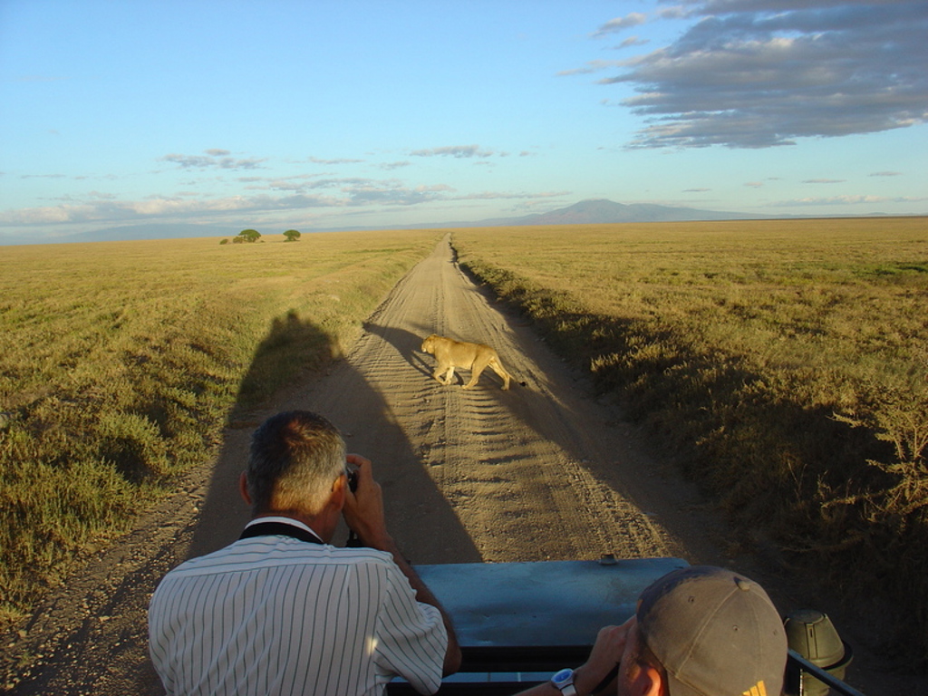 Leeuwin steekt safariweg over op de savanne tijdens groepsrondreis Kenia, Tanzania en Zanzibar.